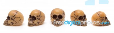 Skulls From Five Perspectives Stock Photo