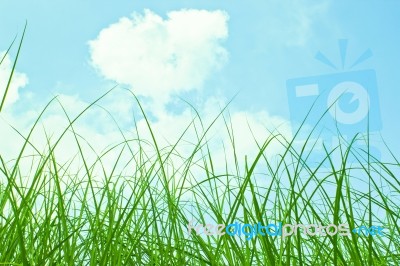 Sky And Grass Background Stock Photo