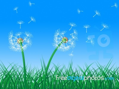 Sky Grass Represents Dandelion Hair And Dandelions Stock Image