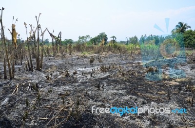 Slash And Burn Cultivation Stock Photo