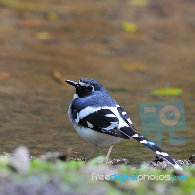 Slaty-backed Forktail Stock Photo