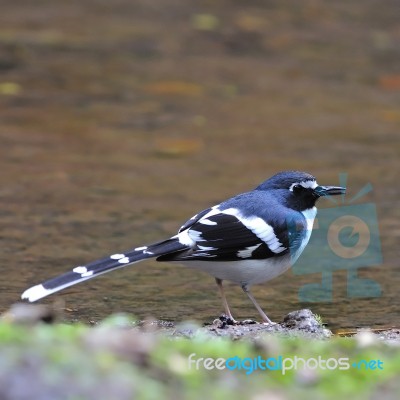 Slaty-backed Forktail Stock Photo