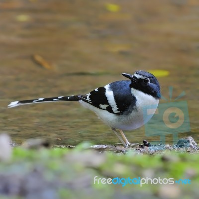 Slaty-backed Forktail Stock Photo