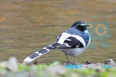 Slaty-backed Forktail Stock Photo