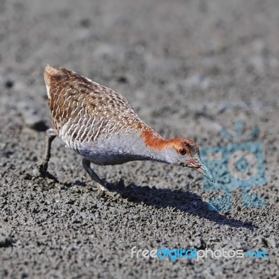 Slaty-breasted Rail Stock Photo