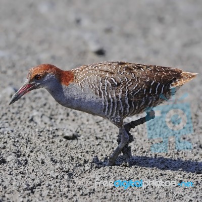 Slaty-breasted Rail Stock Photo