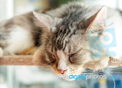 Sleep Cat Stock Photo