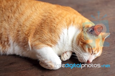 Sleeping Cat Stock Photo