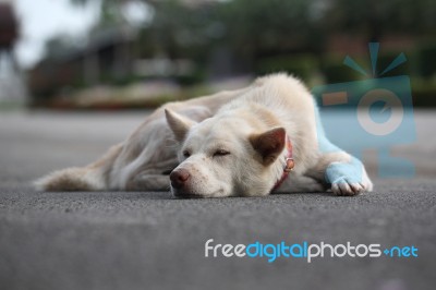 Sleeping Dog Stock Photo