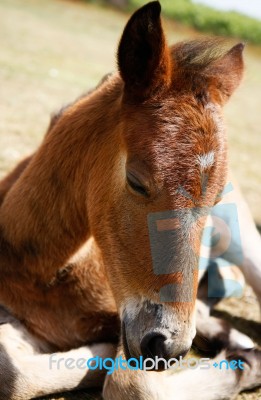 Sleeping Foal Stock Photo