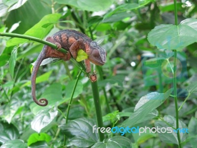 Sleeping Iguana In Tree Stock Photo