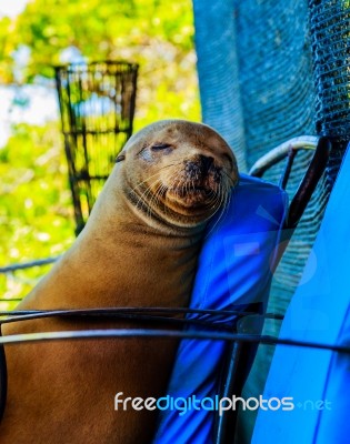 Sleeping Sea-lion On Santa Cruz (galapagos) Stock Photo