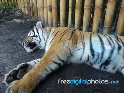 Sleeping Tiger Stock Photo