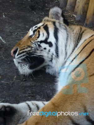 Sleeping Tiger 2 Stock Photo