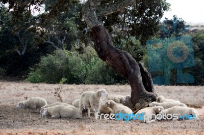 Sleeping Under A Tree Stock Photo