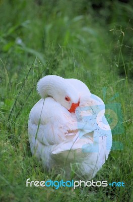 Sleeping White Swan Stock Photo