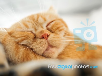 Sleepy Cat Stock Photo