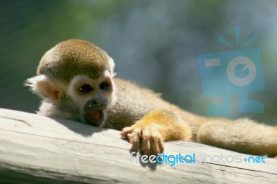 Sleepy Monkey Stock Photo