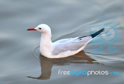 Slender-billed Gull Stock Photo