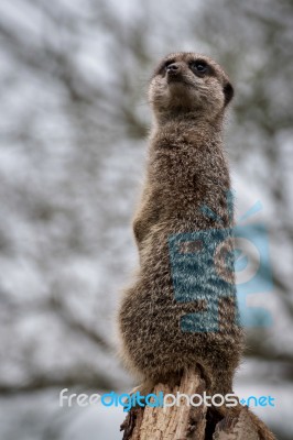 Slender-tailed Meerkat (suricatta Suricatta) Stock Photo