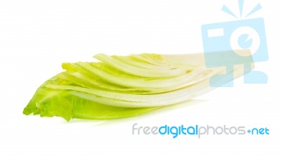 Slice Chicory Isolated Stock Photo