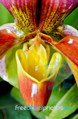 Slipper Orchid ( Paphiopedilum ) Exotic Flowers Stock Photo