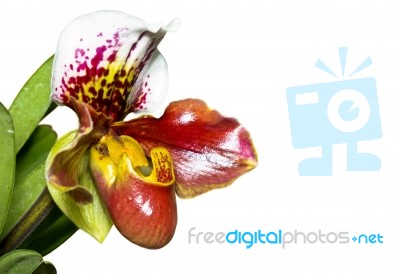 Slipper Orchid ( Paphiopedilum ) Exotic Flowers Isolated On Whit… Stock Photo