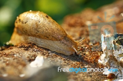 Slug On The Log Stock Photo