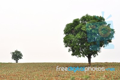 Small And Big Tree Stock Photo