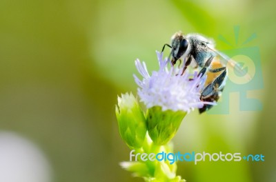 Small Bee Eating Nectar On Flower Of Goat Weed Stock Photo