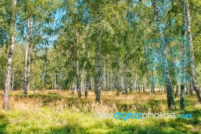 Small Birch Grove Stock Photo