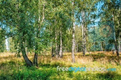 Small Birch Grove Stock Photo