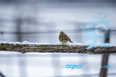 Small Bird On A Branch In Winter Stock Photo