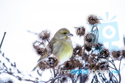 Small Bird On A Branch In Winter Stock Photo