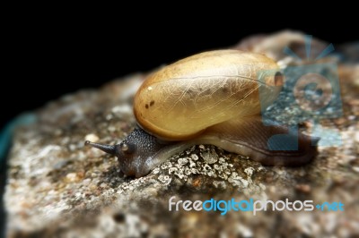 Small Brown Snail Stock Photo