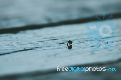 Small Bug On The Table Stock Photo