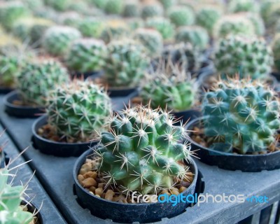 Small Cactus Stock Photo