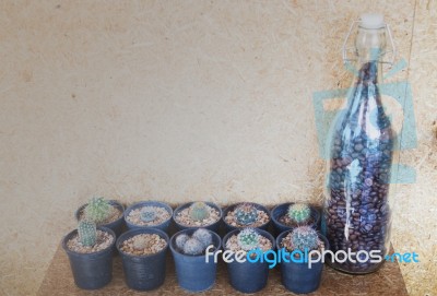 Small Cactus Decorated On Cork Wall Stock Photo