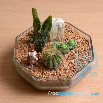 Small Cactus Garden On Wooden Table Stock Photo