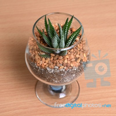 Small Cactus In Glass Stock Photo