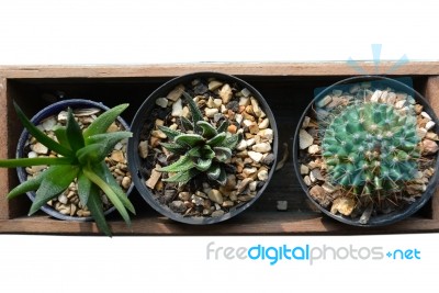 Small Cactus In Wooden Box For Home Decoration In Top View Isola… Stock Photo