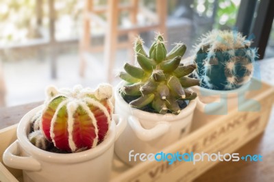 Small Cactus Pots On Wooden Table Stock Photo