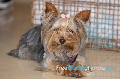 Small Cute Doggy Stock Photo