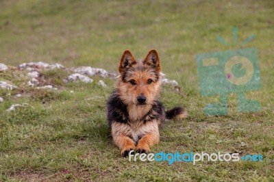 Small Dog On The Mountain Stock Photo