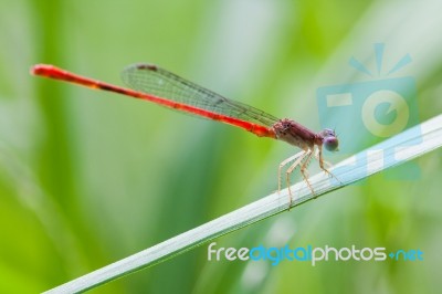 Small Dragonfly Stock Photo