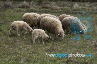 Small Flock Of Sheep With Lambs Stock Photo