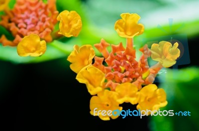 Small Flowers Of Lantana Camara Stock Photo