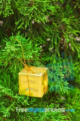 Small Gift Box On Pine Stock Photo