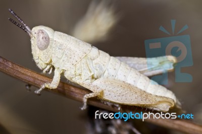 Small Grasshopper Stock Photo