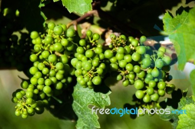 Small Green Grapes In Vineyard In Summer Stock Photo